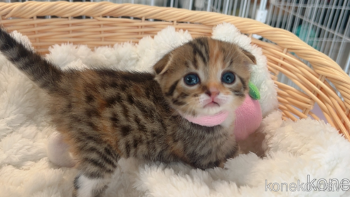 販売中の群馬県のスコティッシュフォールド(折れ耳)-111725の3枚目