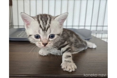 成約済の岐阜県のアメリカンショートヘア-112163の4枚目