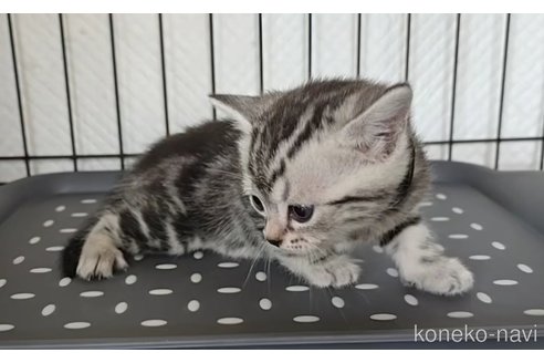 成約済の岐阜県のアメリカンショートヘア-112163の6枚目