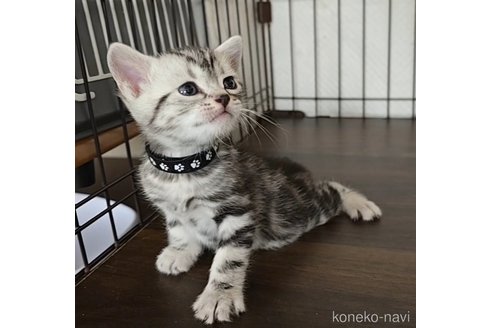 成約済の岐阜県のアメリカンショートヘア-112163の2枚目