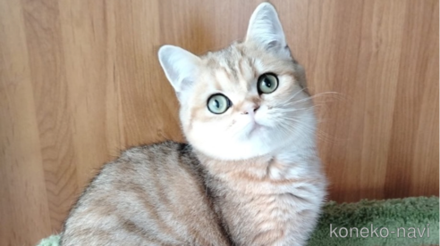 ののスコティッシュフォールド-