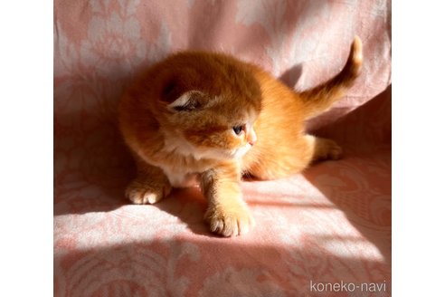 成約済の福岡県のスコティッシュフォールド-112170の12枚目