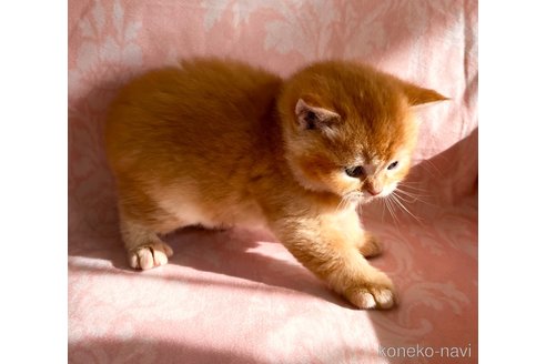 成約済の福岡県のスコティッシュフォールド-112171の5枚目
