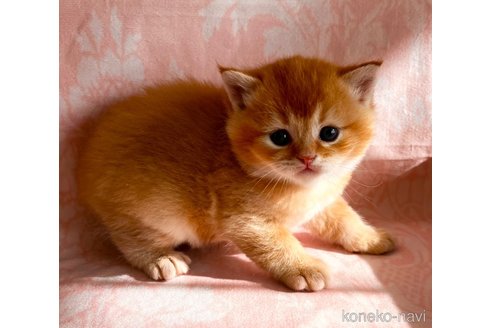 成約済の福岡県のスコティッシュフォールド-112171の6枚目