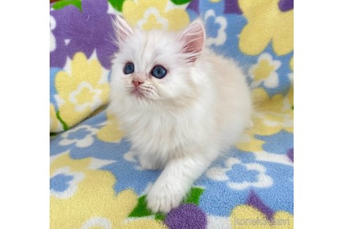 成約済の神奈川県のミヌエット-109296の8枚目