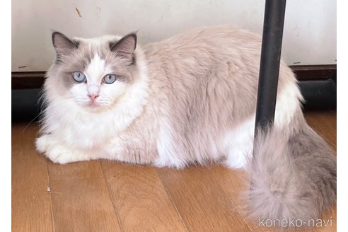 成約済の千葉県のラグドール-112176の3枚目