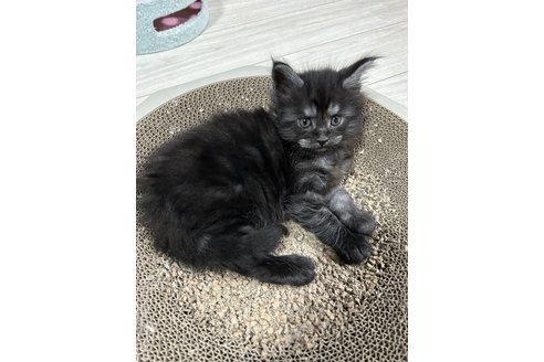 販売中の高知県のメインクーン-111798