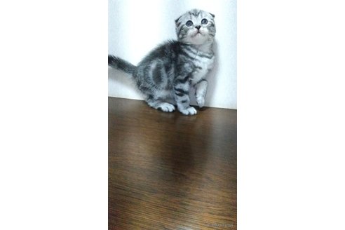 成約済の栃木県のスコティッシュフォールド-111674の2枚目