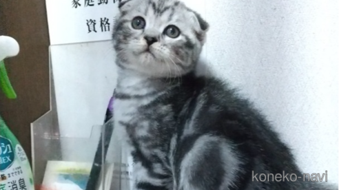 成約済の栃木県のスコティッシュフォールド-111674の1枚目