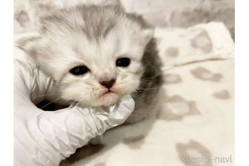 成約済の島根県のミヌエット-112186の2枚目