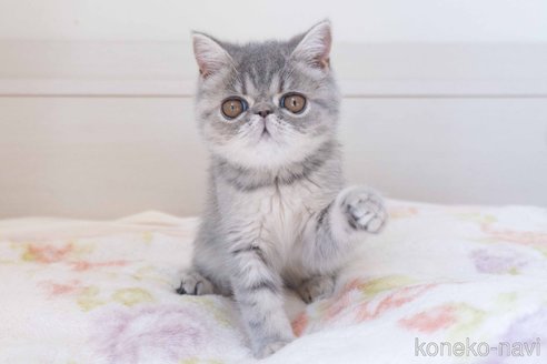 成約済の東京都のエキゾチックショートヘア-107371の10枚目