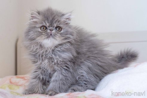 成約済の東京都のエキゾチックロングヘア-107376の7枚目