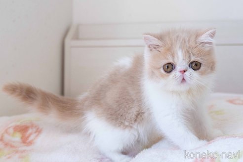 成約済の東京都のエキゾチックショートヘア-107379の8枚目