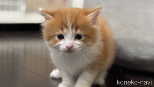 成約済の神奈川県のノルウェージャンフォレストキャット-112195の15枚目