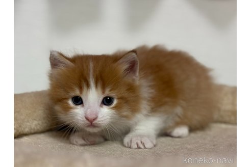 成約済の神奈川県のノルウェージャンフォレストキャット-112195の14枚目