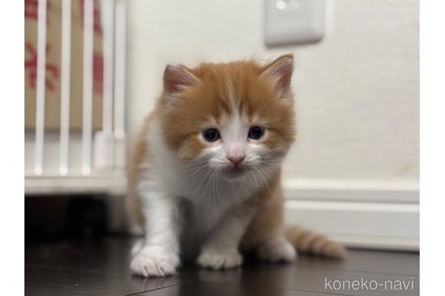 成約済の神奈川県のノルウェージャンフォレストキャット-112195の11枚目