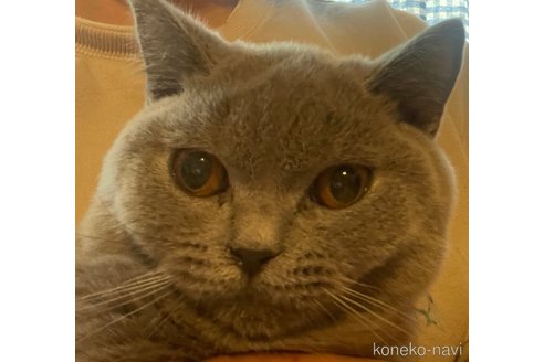 販売中の愛知県のブリティッシュショートヘア-110713