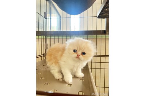 販売中の千葉県のスコティッシュフォールド(折れ耳)-111786
