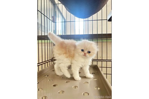 販売中の千葉県のスコティッシュフォールド(折れ耳)-111786の7枚目