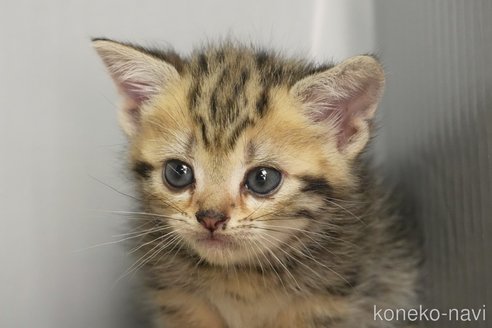 販売中の埼玉県のアメリカンショートヘア-110826の12枚目