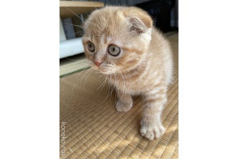 販売中の岐阜県のスコティッシュフォールド(折れ耳)-110113の7枚目