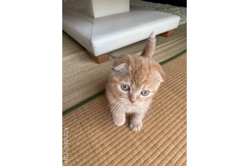 販売中の岐阜県のスコティッシュフォールド(折れ耳)-110113の6枚目