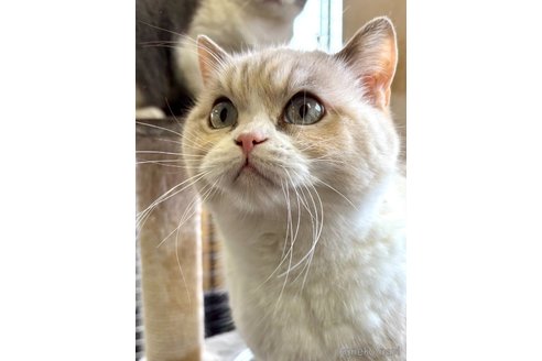 成約済の千葉県のスコティッシュストレート-98658の1枚目