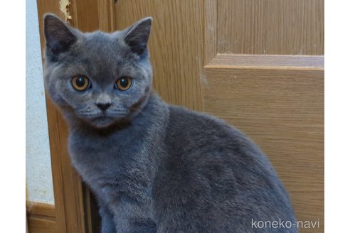 販売中の三重県のブリティッシュショートヘア-112209の2枚目