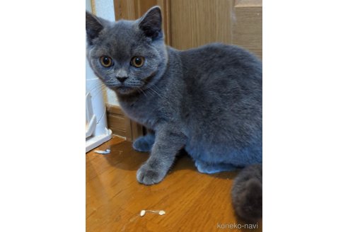 cat_img_1_5b9258b58d24.jpg