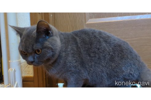成約済の三重県のブリティッシュショートヘア-112211の3枚目