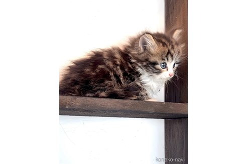 販売中の鹿児島県のノルウェージャンフォレストキャット-112221