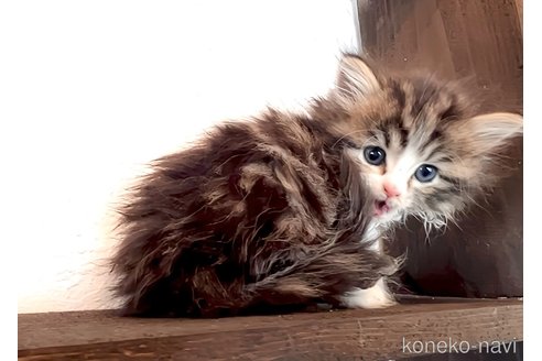 成約済の鹿児島県のノルウェージャンフォレストキャット-112221の3枚目