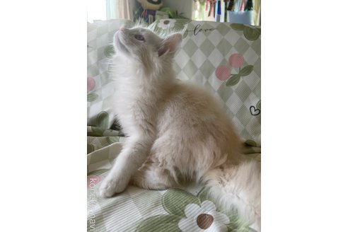 成約済の埼玉県のメインクーン-110689の2枚目