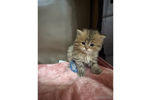 販売中の愛知県のミヌエット-111335