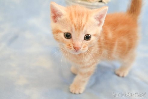 成約済の群馬県のアメリカンショートヘア-111747の1枚目