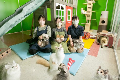販売中の神奈川県のマンチカン-107670の2枚目