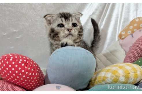 販売中の宮城県のスコティッシュフォールド-112232の5枚目