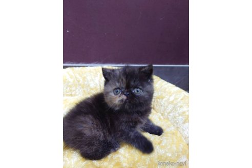販売中の岡山県のエキゾチックショートヘア-112236