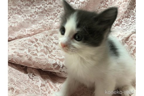 成約済の三重県のメインクーン-112239の2枚目