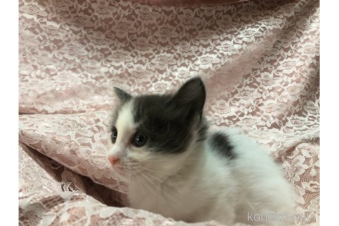 成約済の三重県のメインクーン-112239の4枚目