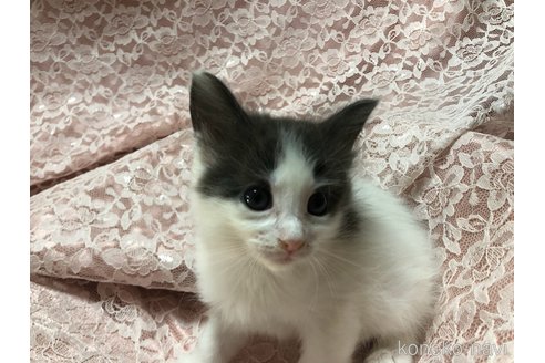 成約済の三重県のメインクーン-112239の1枚目