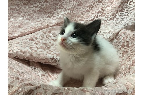 成約済の三重県のメインクーン-112239の9枚目