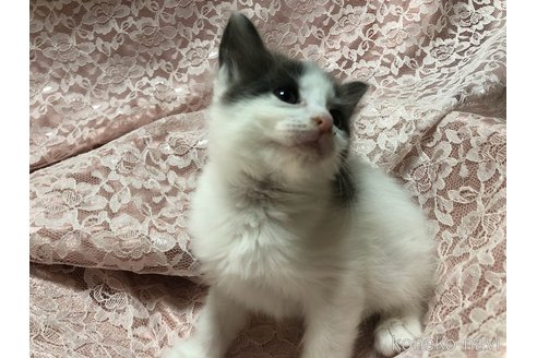 成約済の三重県のメインクーン-112239の10枚目