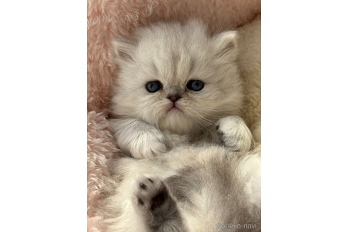 成約済の奈良県のペルシャ(チンチラ)-112258の4枚目