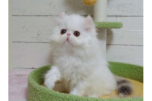 商談中の愛媛県のミヌエット-112270の3枚目