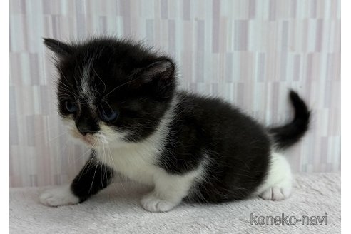 成約済の千葉県のスコティッシュフォールド-112272の3枚目