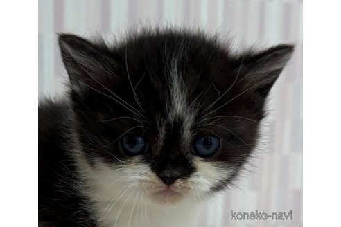 販売中の千葉県のスコティッシュフォールド-112272