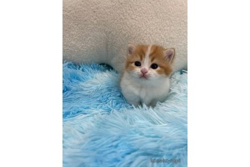 販売中の大阪府のマンチカン(短足)-112274の3枚目