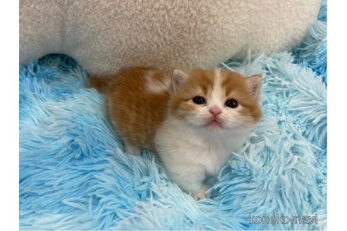 販売中の大阪府のマンチカン(短足)-112274の4枚目