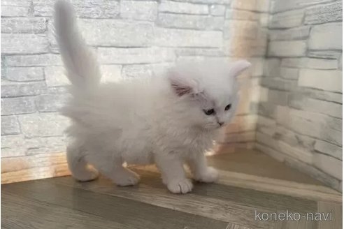 商談中の大阪府のラガマフィン-112296の4枚目